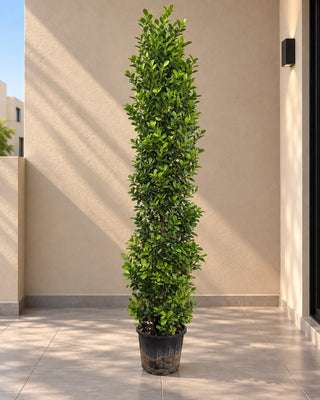 Ficus Cone – outdoor clipped topiary size reference 5