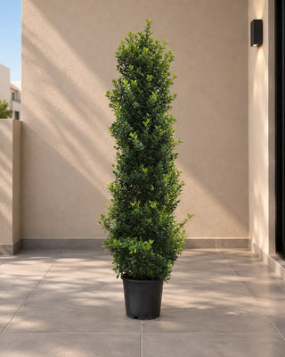 Ficus Cone – outdoor clipped topiary size reference 6