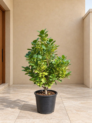 Ficus Cone – medium nursery specimen, size not yet verified