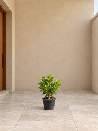 Ficus Cone – small nursery specimen, size not yet verified