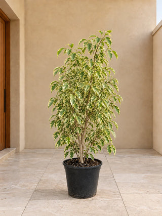 Ficus Starlight (Variegated Weeping Fig) - 100-140cm nursery pot, Silver Gardens UAE