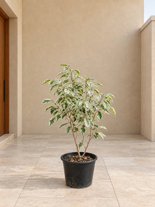 Ficus Starlight (Variegated Weeping Fig) - 30-40cm nursery pot, Silver Gardens UAE