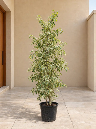 Ficus Starlight (Variegated Weeping Fig) - 150-170cm nursery pot, Silver Gardens UAE