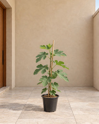 Fig Tree (Ficus carica) - 60-80cm nursery pot, Silver Gardens UAE