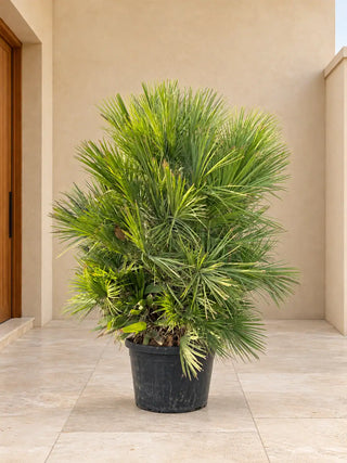 Mediterranean Fan Palm (Chamaerops) - 80-100cm nursery pot, Silver Gardens UAE