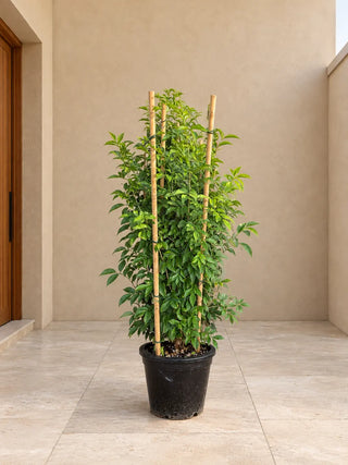 Murraya Jasmine (Orange Jessamine) 130-150cm Nursery Pot Silver Gardens