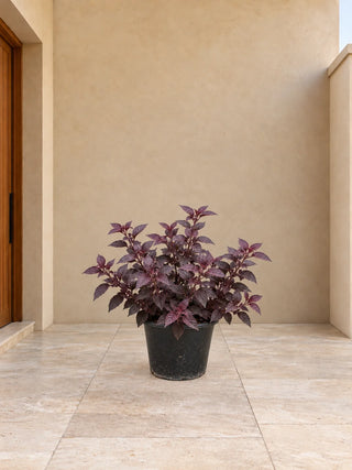 Purple Basil - 20-30cm nursery pot, Silver Gardens UAE