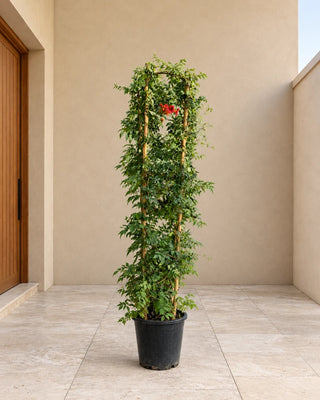 Red Trumpet Climber 150-170cm Nursery Pot Silver Gardens