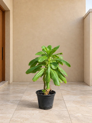 Scaevola Frutescens (Beach Naupaka) - 40-60cm nursery pot, Silver Gardens UAE