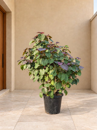 Sea Hibiscus Tree (Hibiscus tiliaceus) 110-130cm Nursery Pot Silver Gardens