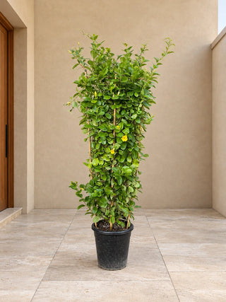 Mandevilla Yellow Creeper 160-180cm Nursery Pot Silver Gardens