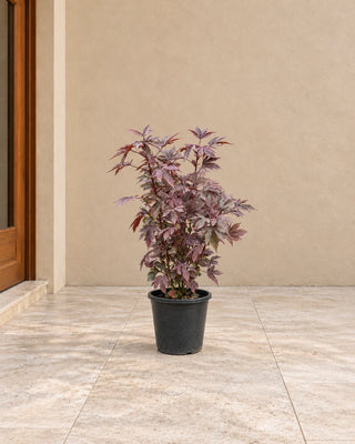 Cranberry Hibiscus - 40-50cm nursery pot, Silver Gardens UAE