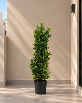 Ficus Cone – outdoor clipped topiary size reference 1