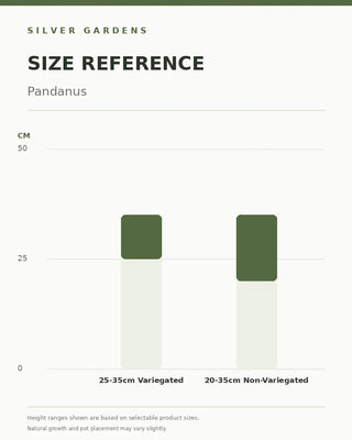 SG Size Reference — Pandanus - Spider Plant