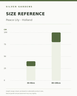 SG Size Reference — Peace Lily - Holland