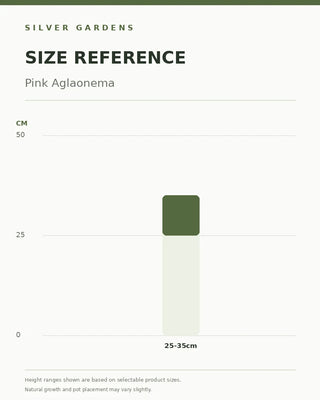 SG Size Reference — Pink Aglaonema