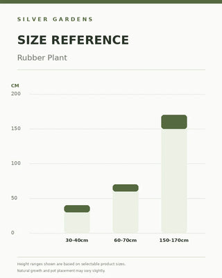 SG Size Reference — Rubber Plant