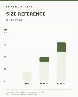 SG Size Reference — Snake Plant