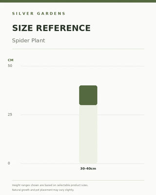SG Size Reference — Spider Plant