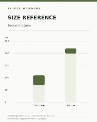 SG Size Reference — Tecoma Stans