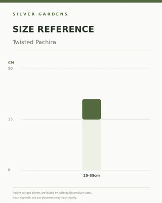 SG Size Reference — Twisted Pachira (Money Tree)