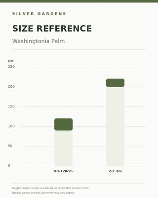 SG Size Reference — Washingtonia Palm