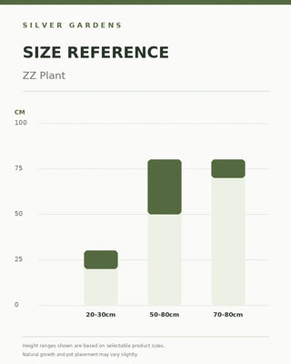 SG Size Reference — ZZ Plant - Holland