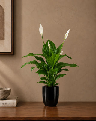 Peace Lily in black Luma Glossy planter, 30-40cm