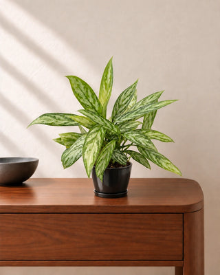 Aglaonema Silver Queen 30–40cm in Luma Mini Black ceramic pot