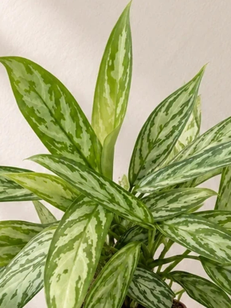 Aglaonema Silver Queen
