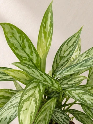Aglaonema Silver Queen 30–40cm natural close-up of silver-green variegated leaves