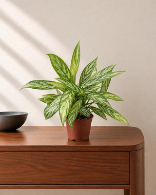 Aglaonema Silver Queen 30–40cm in nursery pot