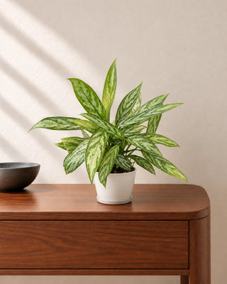 Aglaonema Silver Queen 30–40cm in Luma Mini White ceramic pot