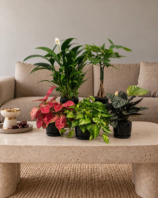 Air Purifying Five Bundle — Peace Lily, Calathea, Money Plant, Pink Aglaonema and Twisted Pachira in black glossy ceramic pots