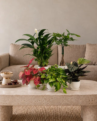 Air Purifying Five Bundle — five indoor plants in glossy white ceramic pots
