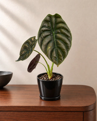 Alocasia Red Secret 25–30cm in Luma Mini Black