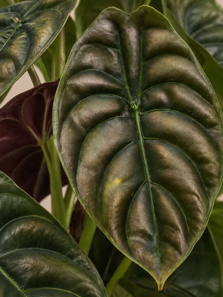Alocasia Red Secret