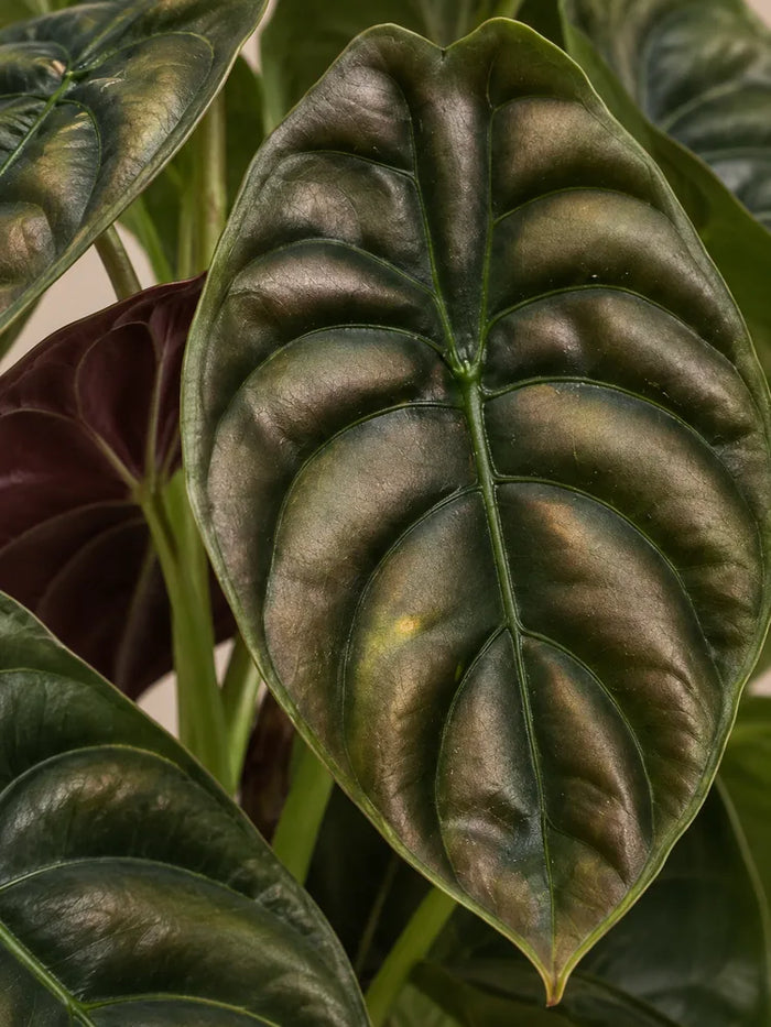 Alocasia Red Secret