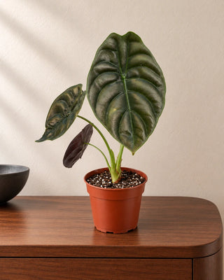 Alocasia Red Secret 25–30cm in Nursery Pot