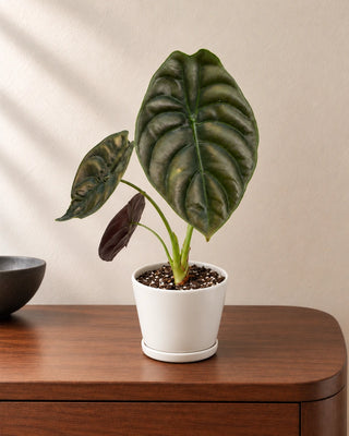 Alocasia Red Secret 25–30cm in Luma Mini White
