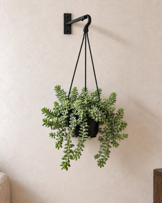 Burro's Tail hanging succulent in Nursery Pot, 20–25 cm