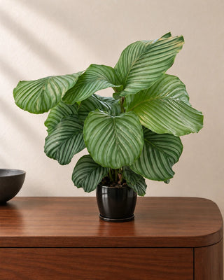 Calathea Orbifolia 40–50cm in Luma Mini Black