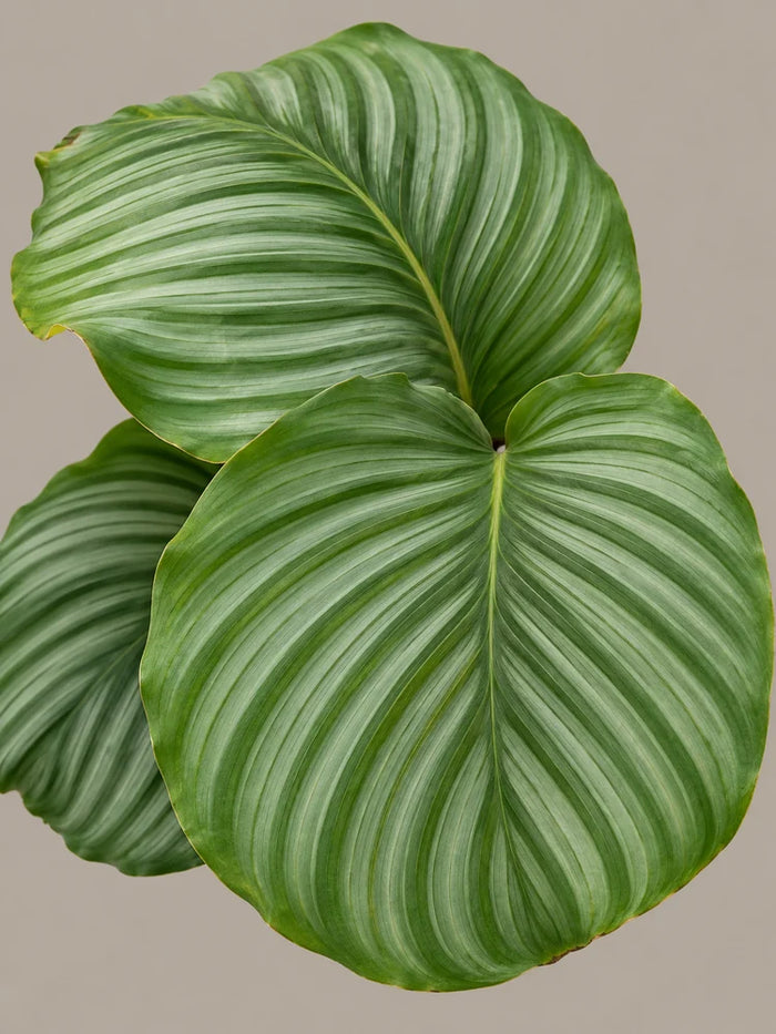Calathea Orbifolia