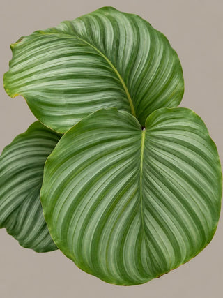 SG Care Macro — Calathea Orbifolia