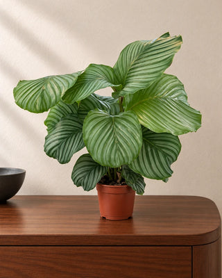 Calathea Orbifolia 40–50cm in Nursery Pot