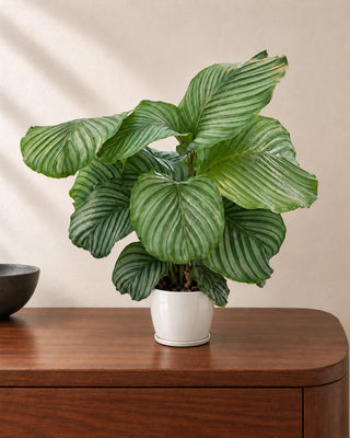Calathea Orbifolia 40–50cm in Luma Mini White