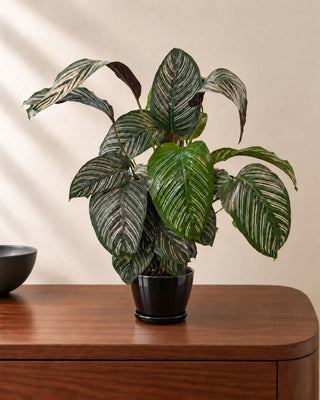 Calathea Pinstripe 50–70cm in Luma Mini Black