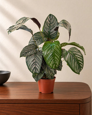 Calathea Pinstripe 50–70cm in Nursery Pot
