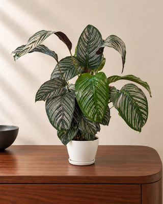 Calathea Pinstripe 50–70cm in Luma Mini White