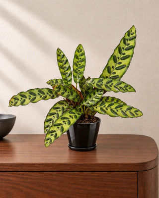 Calathea Rattlesnake 20–30cm in Luma Mini Black